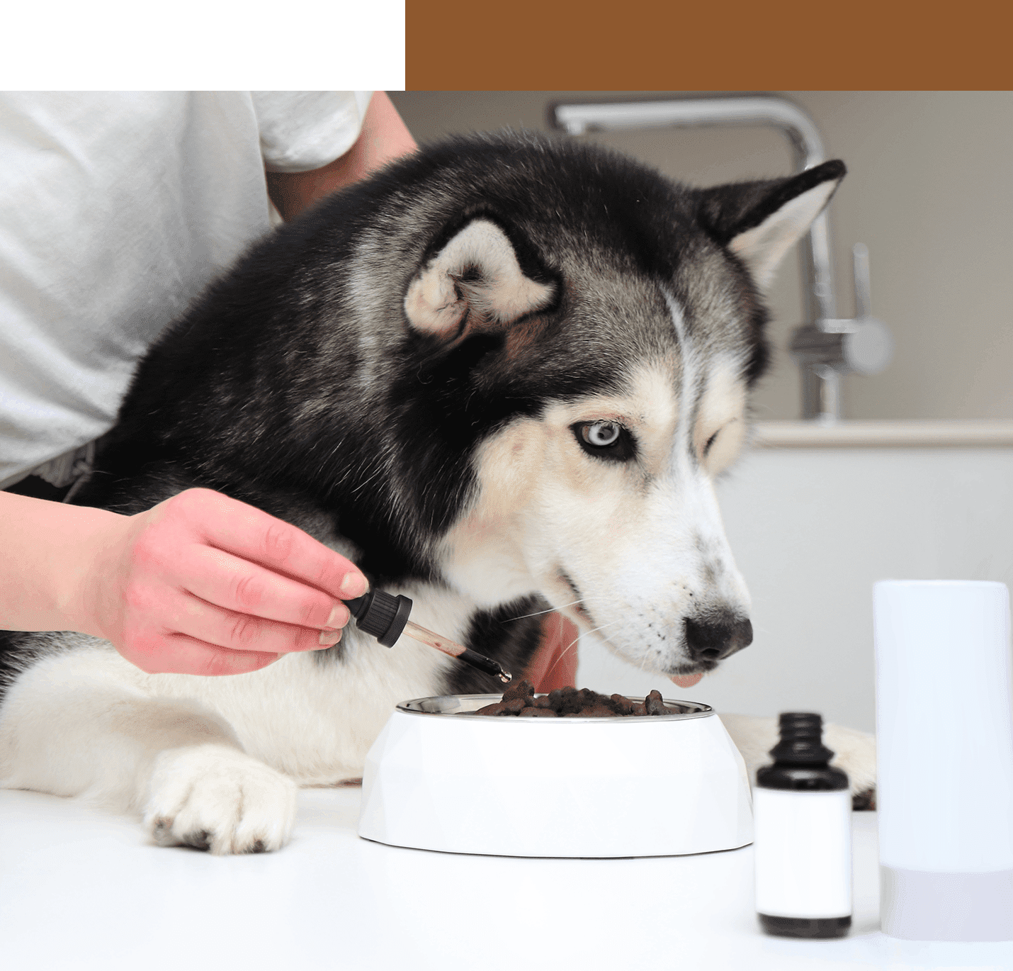 Husky dog receiving supplement in food bowl.