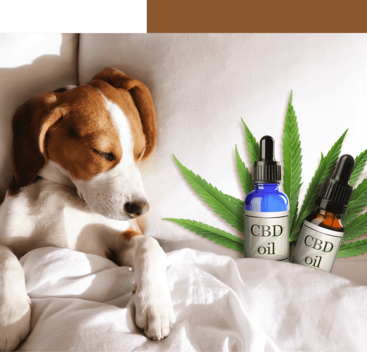Dog sleeping beside CBD oil bottles.