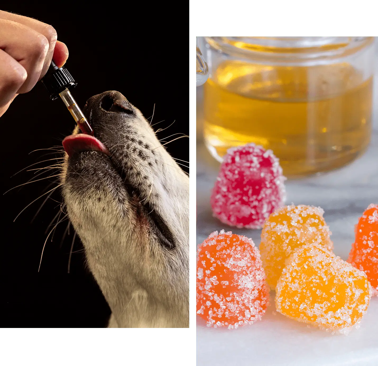 Dog receiving oral oil beside sugar-coated gummies
